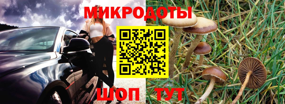Псилоцибиновые грибы Psilocybe Каспийск